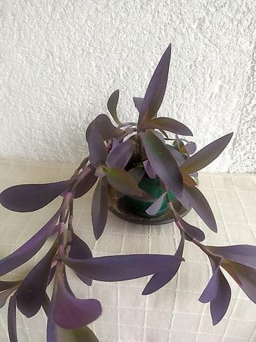 Tradescantia Pallida - Ljubičasta Lozica Prodaje se biljka sa na lalafo.rs — 3 Tradescantia Pallida - Ljubičasta Lozica Prodaje se biljka sa — 3