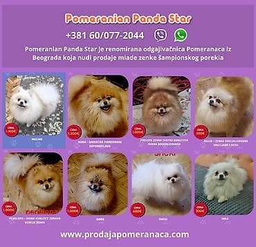 Pomeranian Star renomirana odgajivačnica pomeranaca iz Beograda je na lalafo.rs Pomeranian Star renomirana odgajivačnica pomeranaca iz Beograda je