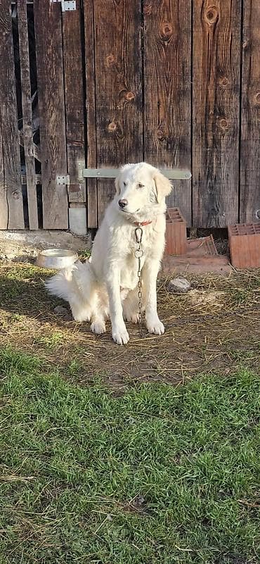 pantalone butiku ali: Na prodaju šarplaninka (merdzanka) oštenjena 5.maja 2025. Kupljena od na lalafo.rs — 2 pantalone butiku ali: Na prodaju šarplaninka (merdzanka) oštenjena 5.maja 2025. Kupljena od — 2