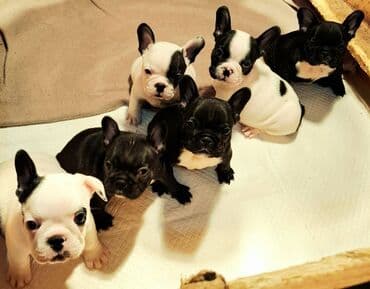 Odgajivačnica Francuskih Buldoga FCI 6478 Smederevo Fortress nudi na lalafo.rs Odgajivačnica Francuskih Buldoga FCI 6478 Smederevo Fortress nudi