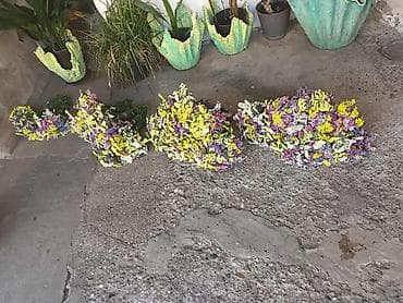 🌸 Statica suvo cvece
Buket za samo 🌸❌ at lalafo.rs — 1 🌸 Statica suvo cvece
Buket za samo 🌸❌ — 1