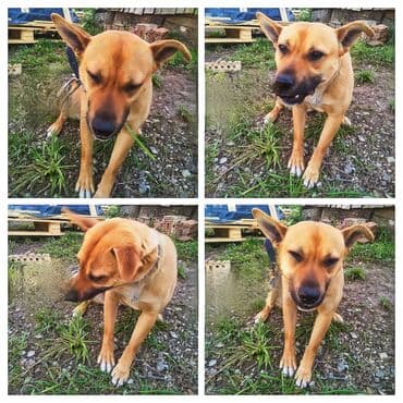 Poklanjam psa Mešanac srednje veličine – na lalafo.rs Poklanjam psa Mešanac srednje veličine –