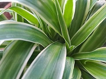 Sanseverije sa prve tri slike su 800, Orhideje sa cetvrte i pete su na lalafo.rs — 7 Sanseverije sa prve tri slike su 800, Orhideje sa cetvrte i pete su — 7