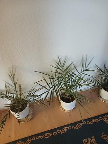 Sobne palme u saksijama - Broj komada: više biljaka - Visina at lalafo.rs — 1 Sobne palme u saksijama - Broj komada: više biljaka - Visina — 1