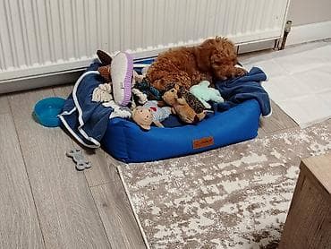 Prodajemo muško štene toy pudle staro dva i po meseca, oštenjeno na lalafo.rs — 4 Prodajemo muško štene toy pudle staro dva i po meseca, oštenjeno — 4
