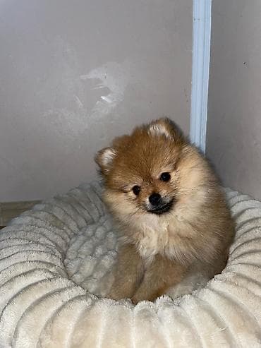 prsluk jaknica mango u: Pomeranian Boo ženka, stara 2 meseca. Malog rasta, gusta dlaka at lalafo.rs — 2 prsluk jaknica mango u: Pomeranian Boo ženka, stara 2 meseca. Malog rasta, gusta dlaka — 2