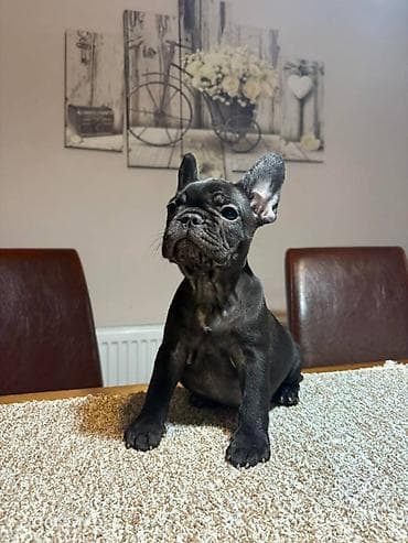 zenske broj: Odgajivačnica francuskih buldoga “THE BEST EDITION” predstavlja at lalafo.rs — 5 zenske broj: Odgajivačnica francuskih buldoga “THE BEST EDITION” predstavlja — 5