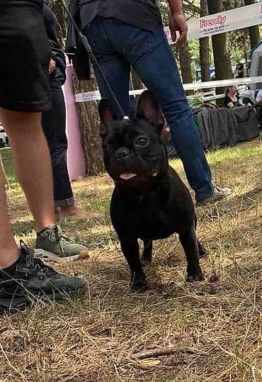 Francuski Buldog star godinu ipo dana Mladi sampion srbije Za ostale na lalafo.rs — 2 Francuski Buldog star godinu ipo dana Mladi sampion srbije Za ostale — 2