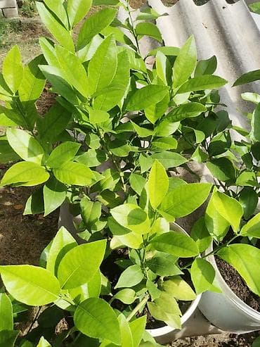 Stablo limuna, sa plodom, u cvetu. vise komada na lalafo.rs — 6 Stablo limuna, sa plodom, u cvetu. vise komada — 6