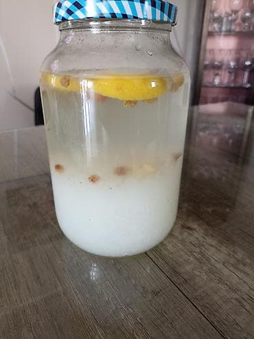 Vodom kefir – kulturi zrnaca (Tibicos) za pripremu fermentisanog na lalafo.rs Vodom kefir – kulturi zrnaca (Tibicos) za pripremu fermentisanog