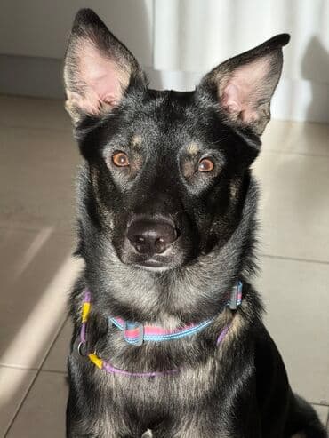 Šareni set amova za pse – podesivi pojas i ogrlica - Dvodijelni set na lalafo.rs Šareni set amova za pse – podesivi pojas i ogrlica - Dvodijelni set