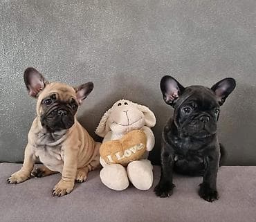 Muzijak francuskog buldoga dostupan za parenje,star 2 godine na lalafo.rs — 7 Muzijak francuskog buldoga dostupan za parenje,star 2 godine — 7