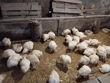 zenske broj: Tovni pilicipozovite na broj za više informacija,dostavljamo i na at lalafo.rs — 4 zenske broj: Tovni pilicipozovite na broj za više informacija,dostavljamo i na — 4