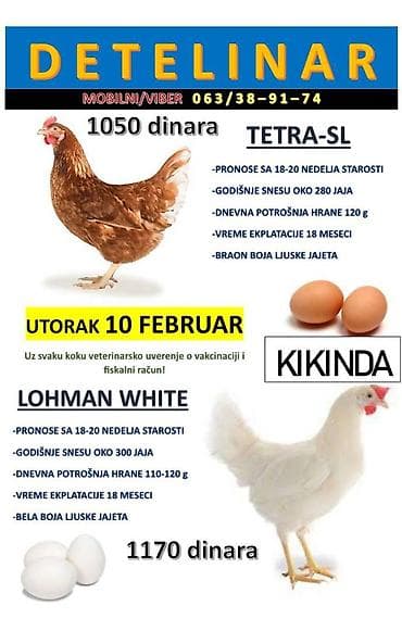 Mlade koke nosilje Tetra-SL i Lohman white! Prevozimo do kucne adrese na lalafo.rs Mlade koke nosilje Tetra-SL i Lohman white! Prevozimo do kucne adrese