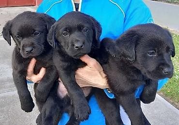 Imamo tri muska steneta labradora, crne boje. Vakcinisani i ocisceni na lalafo.rs Imamo tri muska steneta labradora, crne boje. Vakcinisani i ocisceni