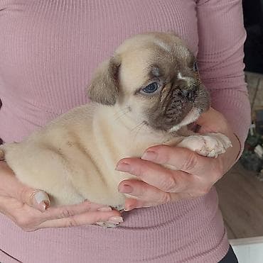 Francuski buldog štenci veseli umiljati strucno odnegovani izrada na lalafo.rs Francuski buldog štenci veseli umiljati strucno odnegovani izrada