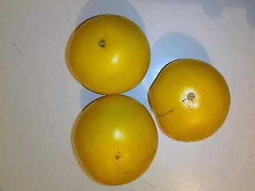 Seme domaćih sorti paradajza Opis: - Raznovrsne stare i egzotične na lalafo.rs — 8 Seme domaćih sorti paradajza Opis: - Raznovrsne stare i egzotične — 8