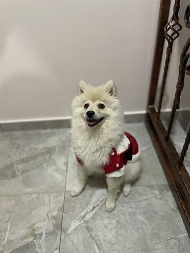 Zenska nemackog spica srednjeg rasta za udomljavanje.
Stara 4 meseca na lalafo.rs Zenska nemackog spica srednjeg rasta za udomljavanje.
Stara 4 meseca