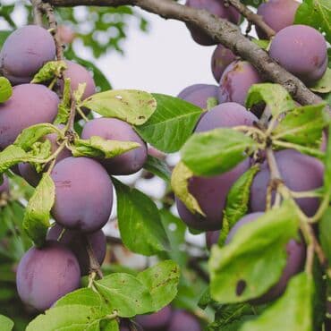 Sadnice šljive više sorti Sadnice šljive donose pouzdanu rodnost na lalafo.rs Sadnice šljive više sorti Sadnice šljive donose pouzdanu rodnost