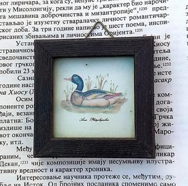 zenske broj: Anas Platyrhynchos miniature. Minijatura Dimenzije cca: 6 x 6 cm bez at lalafo.rs — 1 zenske broj: Anas Platyrhynchos miniature. Minijatura Dimenzije cca: 6 x 6 cm bez — 1
