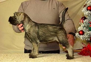 zenske original guess: Srednji šnaucer, ženska štenad Na prodaju ženska štenad srednjeg na lalafo.rs — 3 zenske original guess: Srednji šnaucer, ženska štenad Na prodaju ženska štenad srednjeg — 3