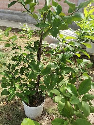 Stablo limuna, sa plodom, u cvetu. vise komada na lalafo.rs — 7 Stablo limuna, sa plodom, u cvetu. vise komada — 7