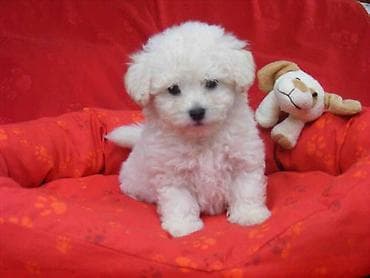 Prelepi stenci bolonjezera, vakcinisani i ocisceni od parazita. Oni su na lalafo.rs Prelepi stenci bolonjezera, vakcinisani i ocisceni od parazita. Oni su