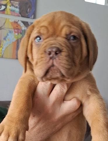 Prodaju se vrhunski stenci bordoške doge. U leglu su 4 mužjaka i 4 na lalafo.rs Prodaju se vrhunski stenci bordoške doge. U leglu su 4 mužjaka i 4