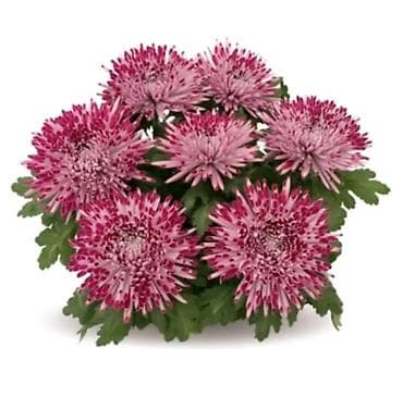 Hrizanteme – razne boje i oblici cveta - Vrste/boje: ružičasto-belo na lalafo.rs Hrizanteme – razne boje i oblici cveta - Vrste/boje: ružičasto-belo