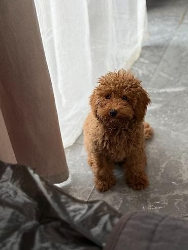 Dostupan muzijak mini pudlice u aprikot boji Komplet vakcinusan na lalafo.rs Dostupan muzijak mini pudlice u aprikot boji Komplet vakcinusan