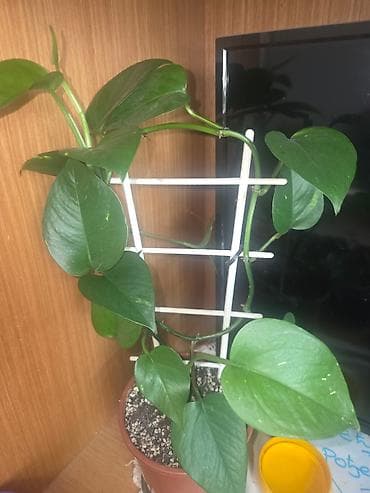 Sobne biljke – tropska kolekcija u saksijama - Monstera deliciosa na lalafo.rs — 3 Sobne biljke – tropska kolekcija u saksijama - Monstera deliciosa — 3