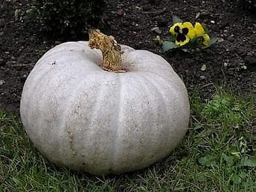 Bundeva Beli Dulek – Stara sorta Cena:400din/10 semenki Bundeva Beli na lalafo.rs — 2 Bundeva Beli Dulek – Stara sorta Cena:400din/10 semenki Bundeva Beli — 2