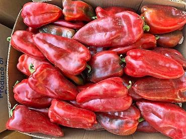 Нудим семе паприке ајваруше изузетног квалитета, погодне за све који na lalafo.rs — 1 Нудим семе паприке ајваруше изузетног квалитета, погодне за све који — 1