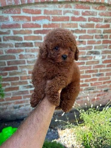 zenske broj: Crvene i aprikot mini patuljaste pudle Crvene i aprikot at lalafo.rs — 5 zenske broj: Crvene i aprikot mini patuljaste pudle Crvene i aprikot — 5