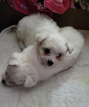 Na prodaju stenci maltezera,snezno bele boje,stari dva na lalafo.rs Na prodaju stenci maltezera,snezno bele boje,stari dva