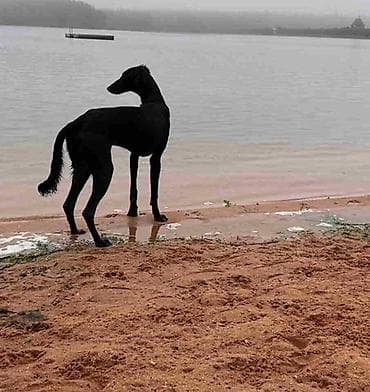 Saluki štenci, jedinstvena prilika Nudim četiri mužjaka crne boje na lalafo.rs Saluki štenci, jedinstvena prilika Nudim četiri mužjaka crne boje