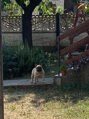 za svaki dan: Mužjak francuskog buldoga dostupan za parenje Poseduje kompletnu at lalafo.rs — 4 za svaki dan: Mužjak francuskog buldoga dostupan za parenje Poseduje kompletnu — 4