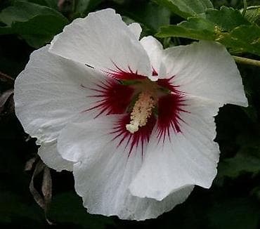 Seme ukrasnih cvetnica – izbor sorti za bašte i žardinjere - na lalafo.rs — 1 Seme ukrasnih cvetnica – izbor sorti za bašte i žardinjere - — 1