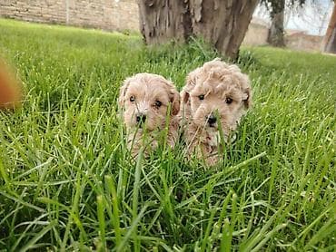 Maltipoo stenci spremni za preuzimanje, vakcinisani i cisceni od at lalafo.rs — 3 Maltipoo stenci spremni za preuzimanje, vakcinisani i cisceni od — 3
