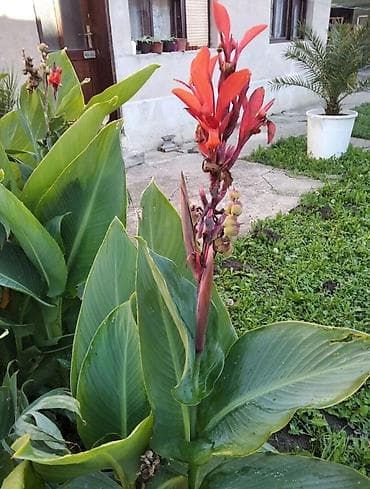 bozicna psenica cena: Lukovice crvene kane (Canna indica) - Cena: 140 din po komadu - Boja at lalafo.rs — 2 bozicna psenica cena: Lukovice crvene kane (Canna indica) - Cena: 140 din po komadu - Boja — 2