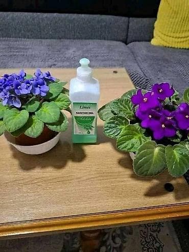 Sobne afričke ljubičice (Saintpaulia) u saksijama. - Dve biljke na lalafo.rs Sobne afričke ljubičice (Saintpaulia) u saksijama. - Dve biljke