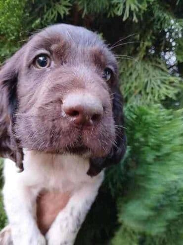 Psi: Mali Minsterlender, štenci Na prodaju dva muška šteneta Malog na lalafo.rs Psi: Mali Minsterlender, štenci Na prodaju dva muška šteneta Malog