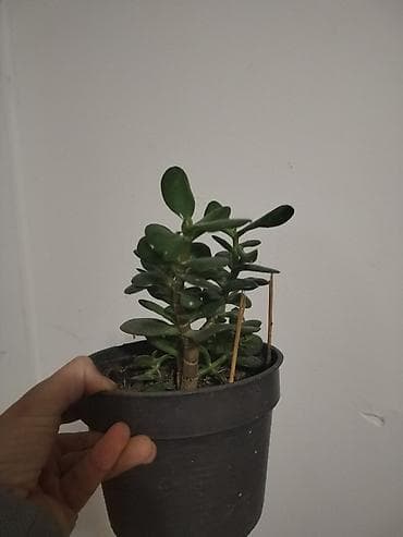 cepaci za drva: Sobne sukulente – Crassula ovata (drvo novca) imam manje saksije po na lalafo.rs — 6 cepaci za drva: Sobne sukulente – Crassula ovata (drvo novca) imam manje saksije po — 6