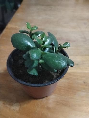 cepaci za drva: Sobne sukulente – Crassula ovata (drvo novca) imam manje saksije po na lalafo.rs — 5 cepaci za drva: Sobne sukulente – Crassula ovata (drvo novca) imam manje saksije po — 5