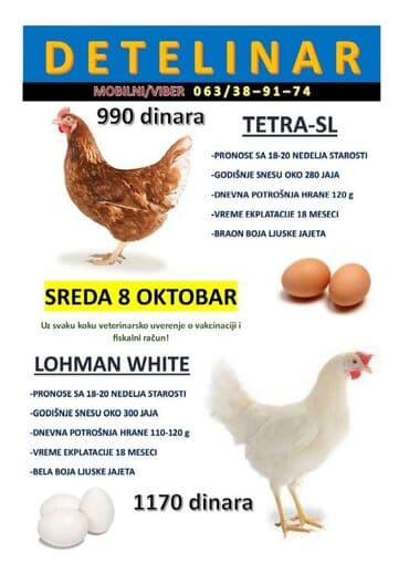 Domaće životinje: Mlade koke nosilje Tetra-SL i Lohman white! Prevozimo do kucne adrese na lalafo.rs Domaće životinje: Mlade koke nosilje Tetra-SL i Lohman white! Prevozimo do kucne adrese