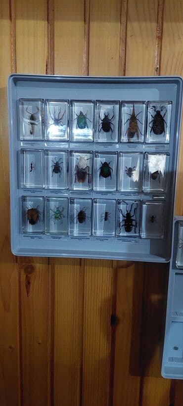 Other: Komplet “Pravi insekti i bube” – edukativna kolekcija - at lalafo.rs — 2 Other: Komplet “Pravi insekti i bube” – edukativna kolekcija - — 2