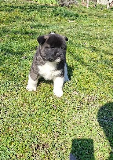 zenske original guess: U ponudi prelepi stenci Americke akite, starosti 50 dana. U ponudi 2 na lalafo.rs — 4 zenske original guess: U ponudi prelepi stenci Americke akite, starosti 50 dana. U ponudi 2 — 4