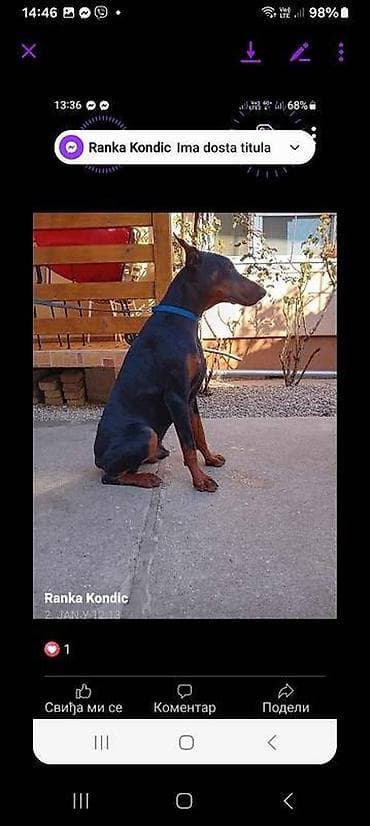 Muzjak Dobermana 10 meseci.Od zdrastveno testiranih roditelja na lalafo.rs Muzjak Dobermana 10 meseci.Od zdrastveno testiranih roditelja