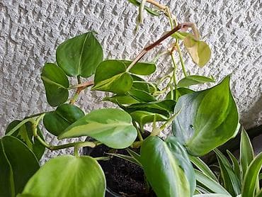 Filadendron Brazil, sa prve tri slike je 500, velika biljka sa cetvrte na lalafo.rs — 4 Filadendron Brazil, sa prve tri slike je 500, velika biljka sa cetvrte — 4