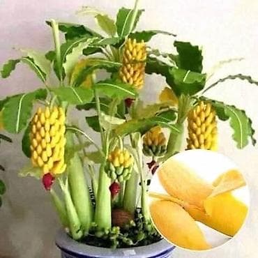 za svaki dan: MINI BANANA Musa velutina (otporna na mraz) Seme: 100 komada 650dinara at lalafo.rs — 4 za svaki dan: MINI BANANA Musa velutina (otporna na mraz) Seme: 100 komada 650dinara — 4